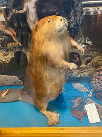 Delightfully round