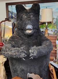 This bear