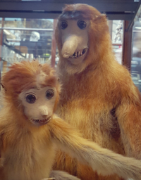 Proboscis monkey