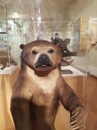 Sad bear