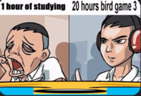 1 hour of studying 20 hours bird game 3