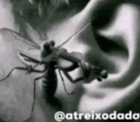 @atreixodado