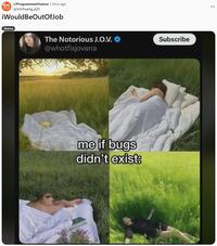 A programmer humor meme about bugs not existing.