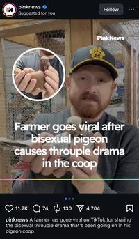 PN pinknews✔ Suggested for you Follow PinkNews M Farmer goes viral after bisexual pigeon causes throuple drama in the coop 11.2K 74130 4,704 Σ pinknews A farmer has gone viral on TikTok for sharing the bisexual throuple drama that's been going on in his pigeon coop.