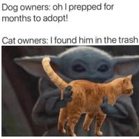 Dog owners: oh I prepped for months to adopt! Cat owners: I found him in the trash