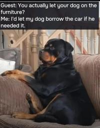Guest: You actually let your dog on the furniture? Me: I'd let my dog borrow the car if he needed it. Rottweiler Nation