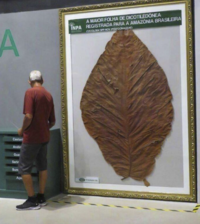 A A MAIOR FOLHA DE DICOTILEDONEA INPA REGISTRADA PARA A AMAZONIA BRASILEIRA COCOLOBA SPP NOV (POLYGONACEAE) Castan Andir Guar Serin Sum Aça