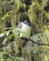 This big wood pigeon