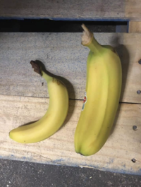 A unit of a banana