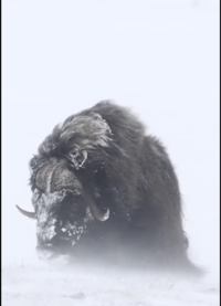 A unit of a muskox