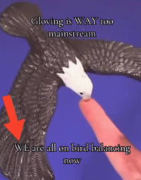 Gloving is WAY too mainstream WE are all on bird balancing now