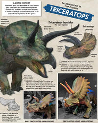 A LONG HISTORY Triceratops was first described in 1889. In the past 136 years our understanding of this animal has shifted a lot and some aspects of older Triceratops reconstructions live on in pop cultural depictions of this genus resorbed epoccipital spikes PALEONTOLOGY IN POP CULTURE TRICERATOPS Triceratops horridus recurved brow horns the type species Triceratops prorsus ▲ (ABOVE) The skull of a young Triceratops, as hatchlings these animals had small frills, very small horns and large eyes beak five toes, three nails ▼(BELOW) Although baby Triceratops are often shown as miniature versions of adult animals, their skulls (see drawing to the left) show that they had very different proportions when they were young. longer nasal horn shorter brow horns deeper skull ▲ (ABOVE) A second Triceratops species, T. prorsus ▼(BELOW) In many movies, models and toys, Triceratops is shown with an overly large frill, prominent epoccipital horns and elephant-like feet with 4-5 nails instead of 3. BABY TRICERATOPS ANIMATRONIC TRICERATOPS ADULT ANIMATRONIC