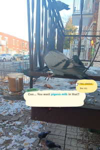 Brewster Coo... You want pigeon milk in that? Yes, please. Ew, no.
