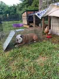 Not the intended criminal