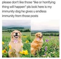 A version of the Immunity Dog meme. The meme features a golden lab in a field of flowers.