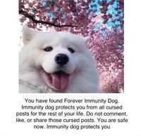 You have found Forever Immunity Dog. Immunity dog protects you from all cursed posts for the rest of your life. Do not comment, like, or share those cursed posts. You are safe now. Immunity dog protects you