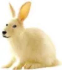 If you still post here, why? (img unrelated) | /r/dogelore