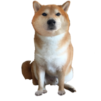 I fixed the my Forward Cheems | /r/dogelore