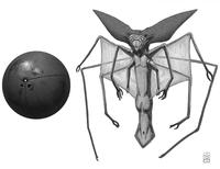 Gravital and Asteromoph 