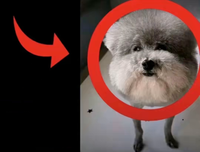 red arrow pointing at the dog who made a statement