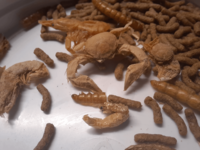 A tiny crab in a bag of turtle food