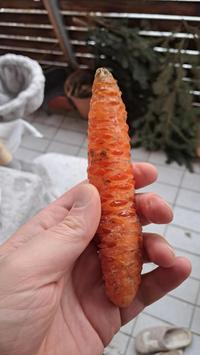 Carrot left outside crystallized