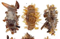 TIL that scientists discovered a new carnivorous caterpillar in Hawaii that scavenges trapped insect...