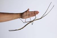 TIL that in the entire history of recorded history only 3 female Giant Stick Bugs have been seen in ...