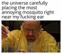 the universe carefully placing the most annoying mosquito right near my f------ ear