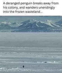 "These penguins are all heading to the open water to the right. But one of them caught our eye – the one in the centre. He would neither go towards the feeding grounds at the edge of the ice, nor return to the colony. Shortly afterwards, we saw him heading straight towards the mountains, some 70 kilometres away. Dr Ainley explained that even if he caught him and brought him back to the colony, he would immediately head right back for the mountains. 

But why?

One of these disoriented or deranged penguins showed up at the New Harbour diving camp, already some 80 kilometres away from where it should be. The rules for the humans are: do not disturb or hold up the penguin. Stand still and let him go on his way."

-Werner Herzog, Encounters at the End of the World (2007)