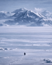 Lonely Penguin Mountain Meme and GIF