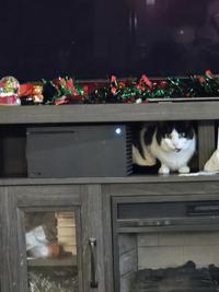 Xbox overheats because of the cat