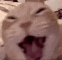Cat Laughing Loop GIF
