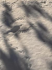 A bird print in the snow