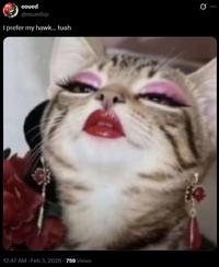 A meme of a cat looking down on someone. It reads, "I prefer my hawk… tuah."