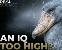 Variation of An IQ Too High? Meme