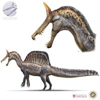 DE Wwwww DANI NAVARRO WWW.ARTDNG.COM VARK DN THE UNIVERSITY OF ✔ CHICAGO Exploration FOSSIL Research Discovery LAB Education