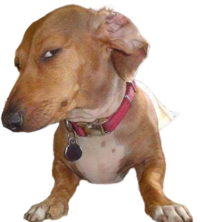 Transparent Template 