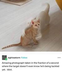 sighinastorm Follow Amazing photograph taken in the fraction of a second where the target doesn't even know he's being tackled yet. Idiot.