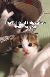 I have hired this cat to stare at you