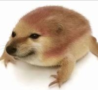 An HD version of the drog meme. It is a Cheems frog.