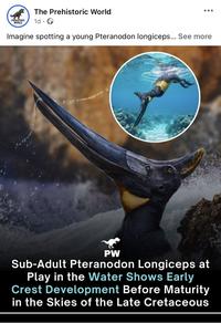 The Prehistoric World PREHISTORIC WORLD 1d. Imagine spotting a young Pteranodon longiceps... See more PW Sub-Adult Pteranodon Longiceps at Play in the Water Shows Early Crest Development Before Maturity in the Skies of the Late Cretaceous