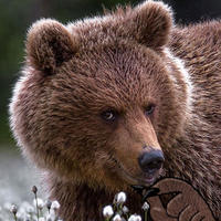 Smug bear