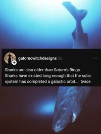 gatomcwitchdesigns 3d Sharks are also older than Saturn's Rings. Sharks have existed long enough that the solar system has completed a galactic orbit.... twice