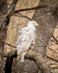 Leucistic bald eagle