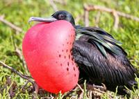 Magnificent frigatebirds