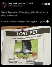 Trey the Explainer @Trey_Explainer FWA SOON X.com Saw this poster still hanging up in a local pizza shop yesterday Coco has officially been missing for 11 years LOST PET "Coco" has been missing since 3/26/2015 IM TREE it's cold out here & Im to going if no one me helps African Grey 8 years (Female) Gray with bright red tail Microchip: N/A Rabies Tag: N/A Reference #: