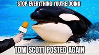 STOP EVERYTHING YOU'RE DOING TOM SCOTT POSTED AGAIN