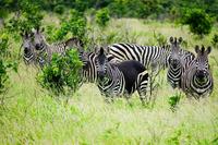 A zebra missing some stripes