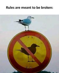 Rules are meant to be broken: